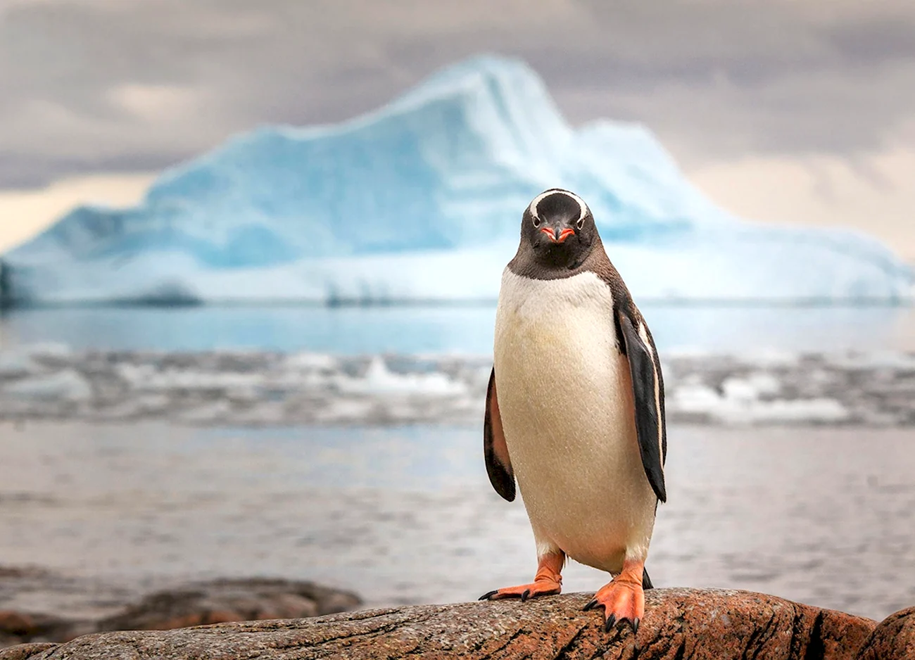 Пингвины в Антарктиде. Картинка