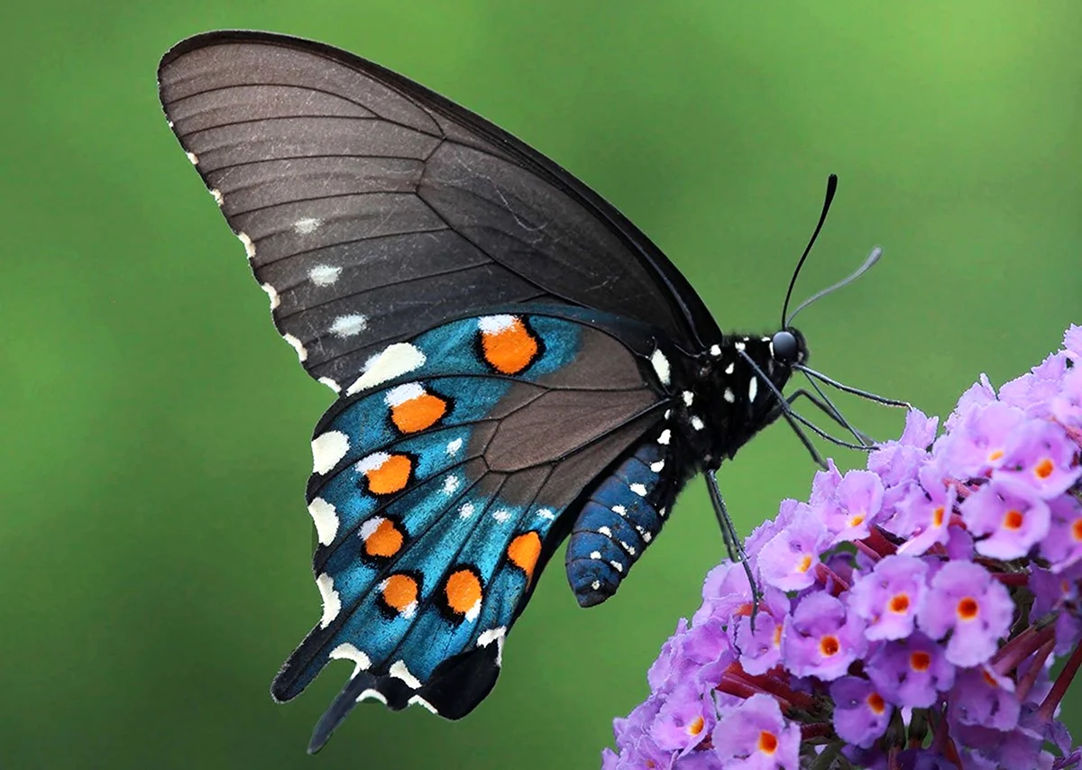 Pipevine Swallowtail бабочка. Красивая картинка