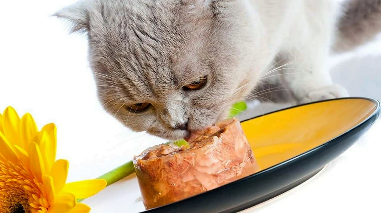 Питание кошек. Красивое животное
