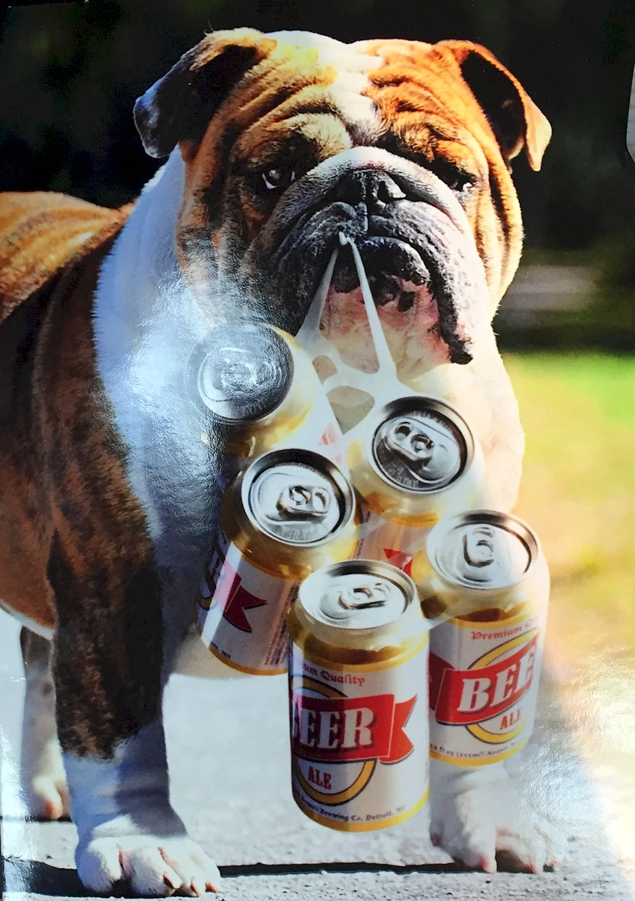 Пиво для собак. Красивое животное