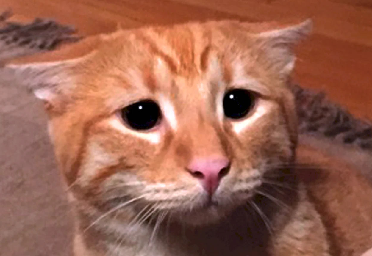 Плачущий рыжий кот. Красивое животное