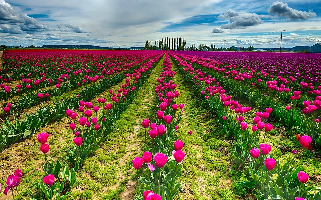 Плантации кустовой розы Голландия. Красивая картинка