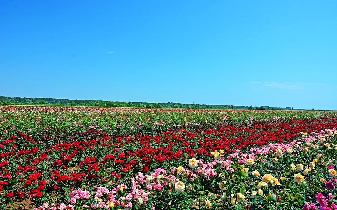 Плантации роз в Голландии. Красивая картинка