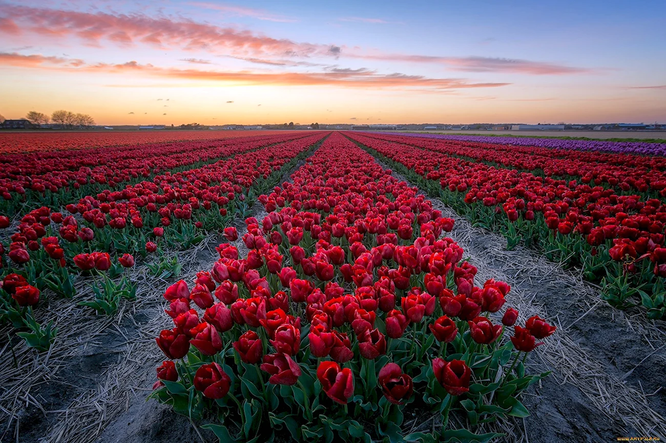 Плантации роз в Голландии. Красивая картинка