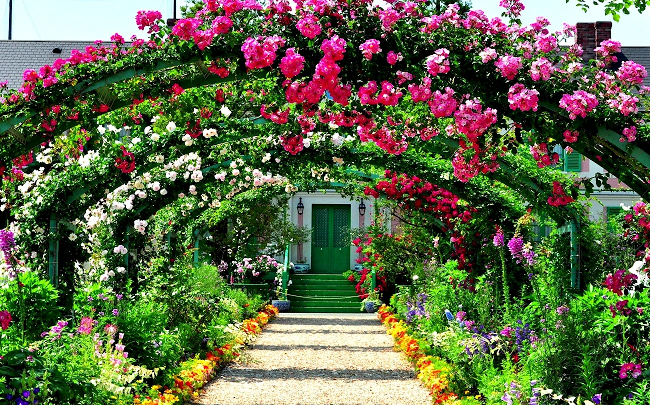 Плетистые розы Берсо. Красивая картинка
