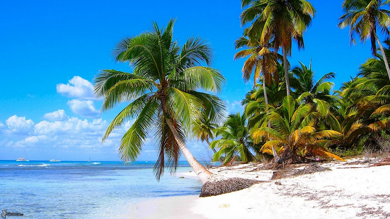 Пляж Саона Доминикана. Картинка