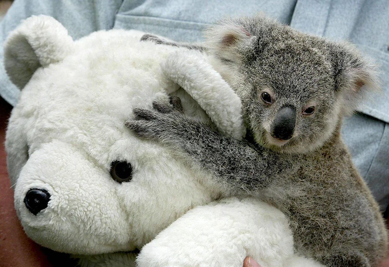 Плюшевый мишка коала. Красивое животное