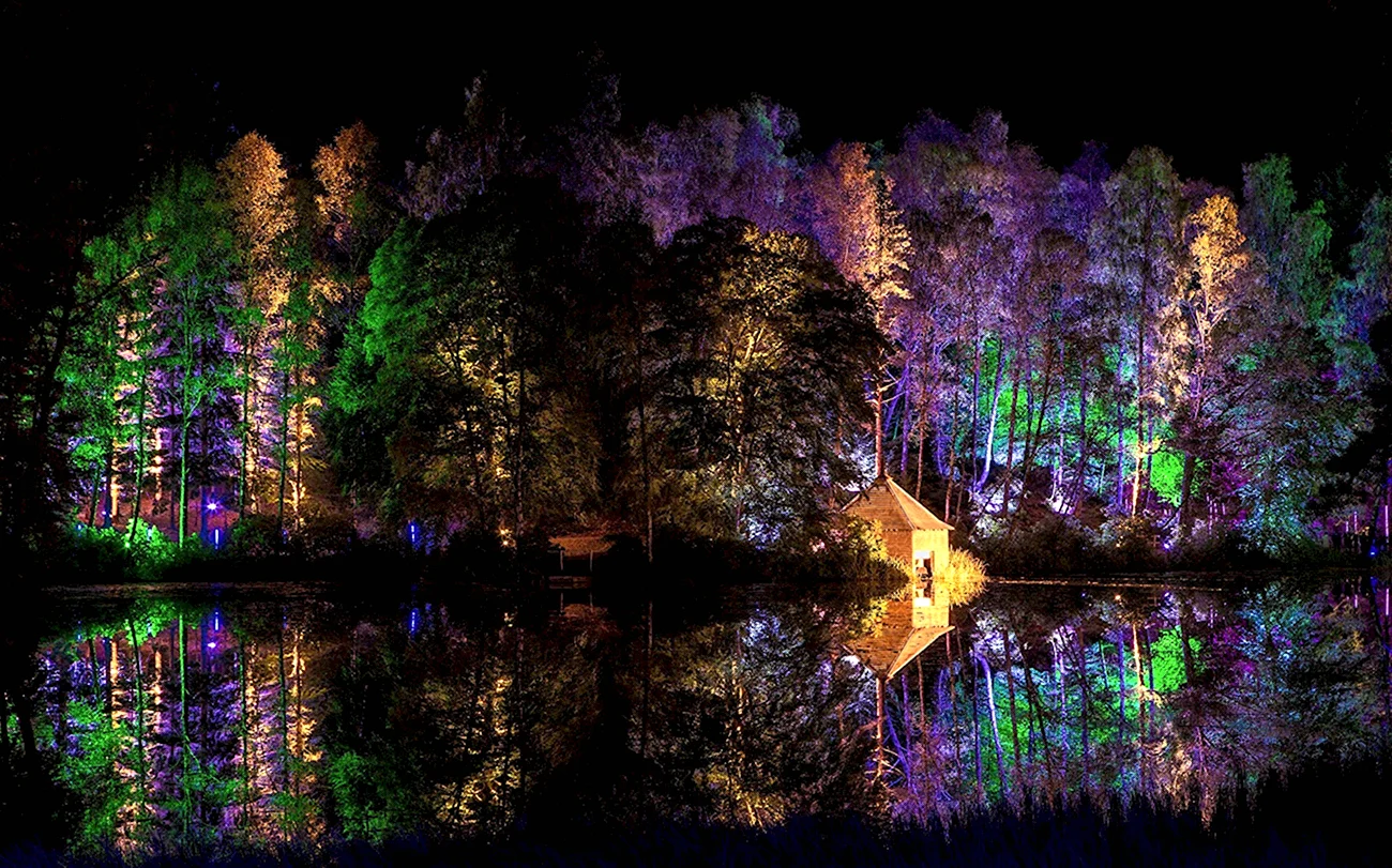 Подсветка в лесу. Красивая картинка