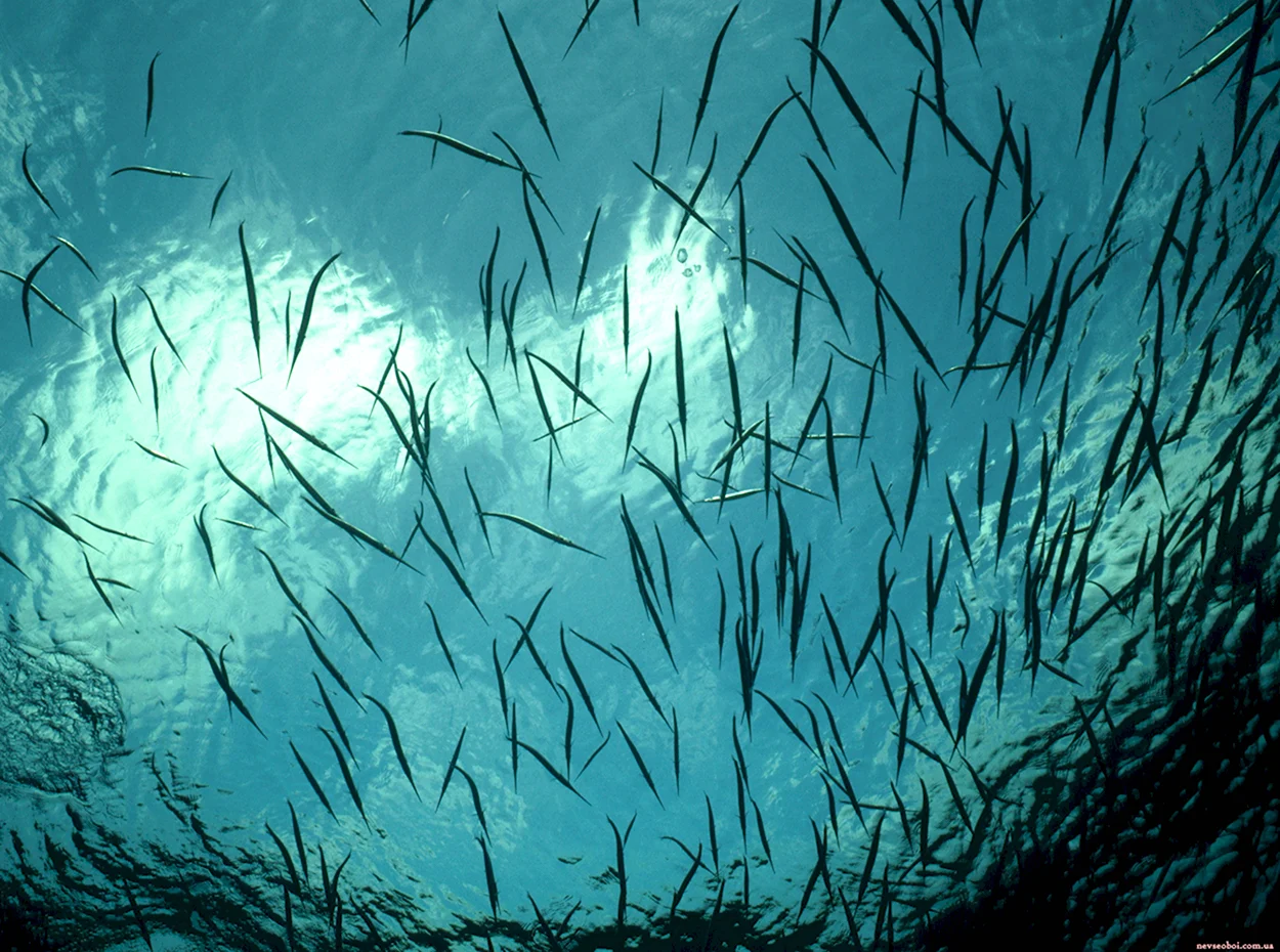 Подводный мир рыба игла. Красивое животное
