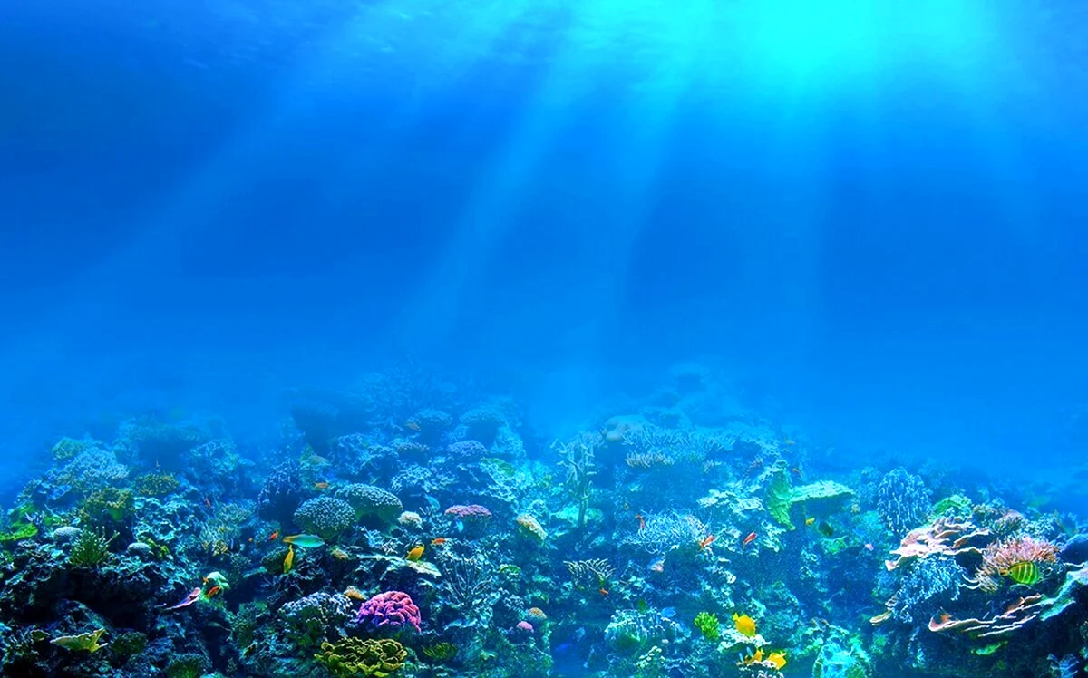 Подводный риф риф. Картинка