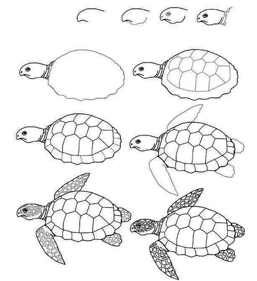 Поэтапное рисование черепахи. Для срисовки