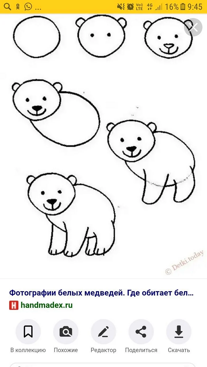 Поэтапное рисование медведя. Для срисовки