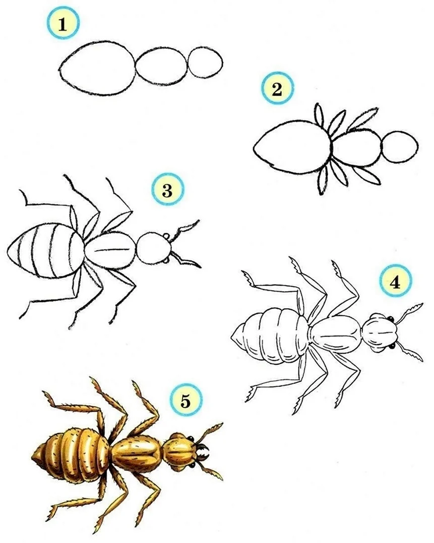 Поэтапное рисование насекомых. Для срисовки