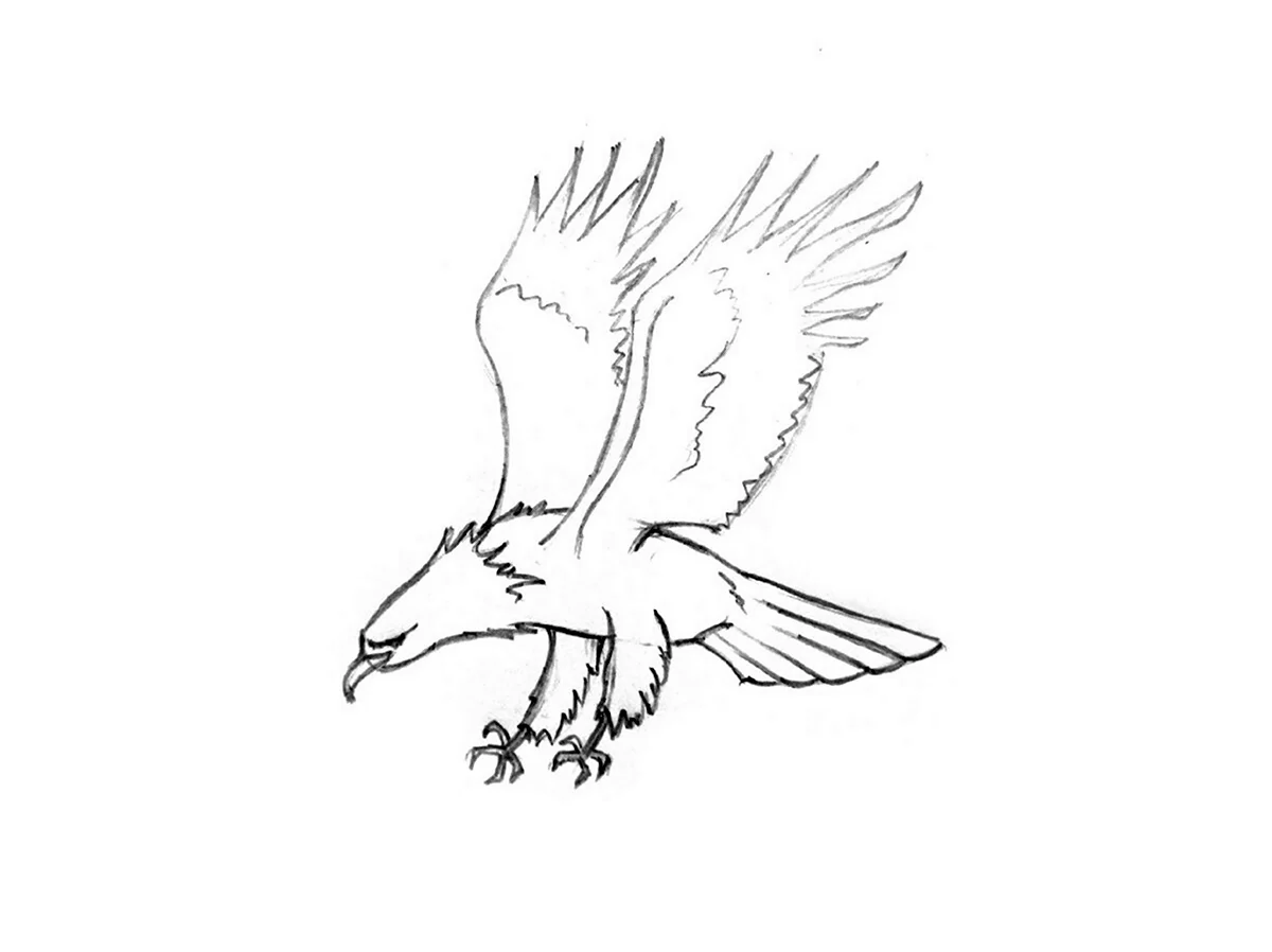 Поэтапное рисование орла