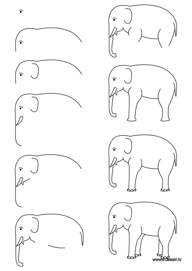 Поэтапное рисование слона. Для срисовки