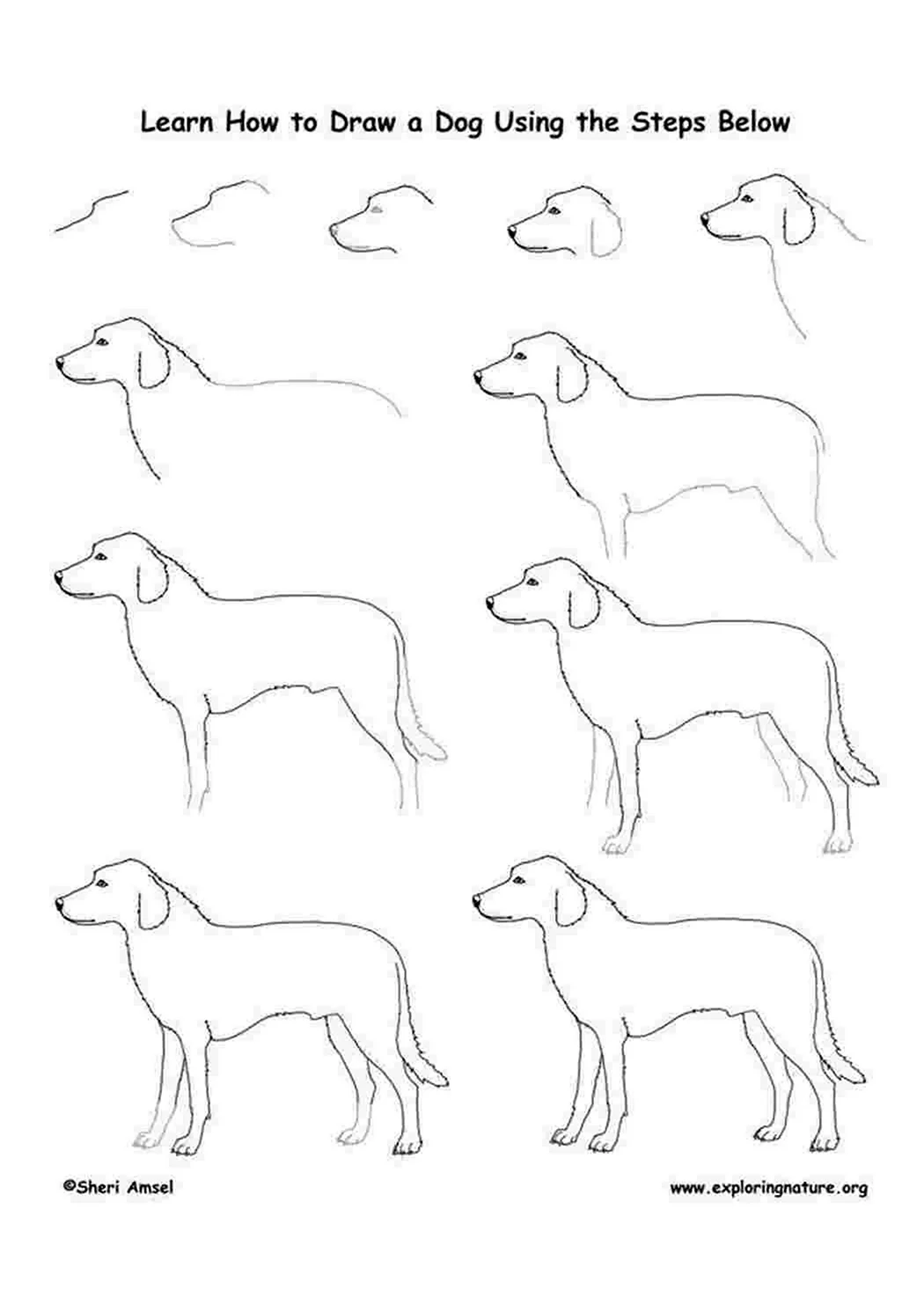 Поэтапное рисование собаки. Для срисовки
