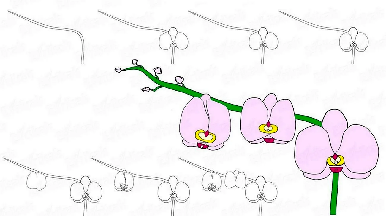 Поэтапные рисунки орхидеи. Для срисовки