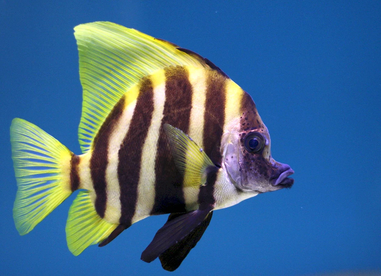 Полосатики рыбки аквариумные. Красивое животное
