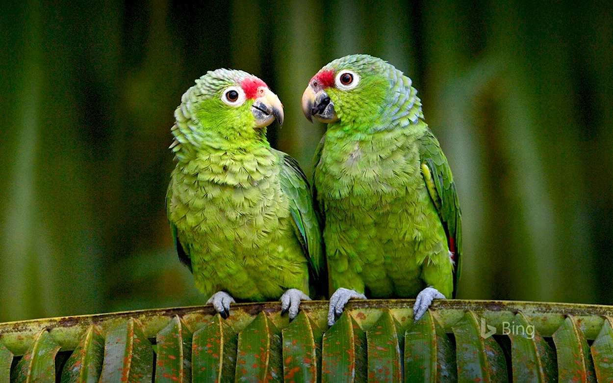 Попугай Амазон краснолобый. Красивое животное