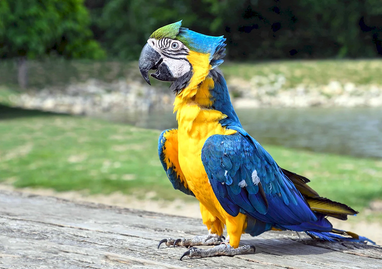 Попугай ара. Красивое животное