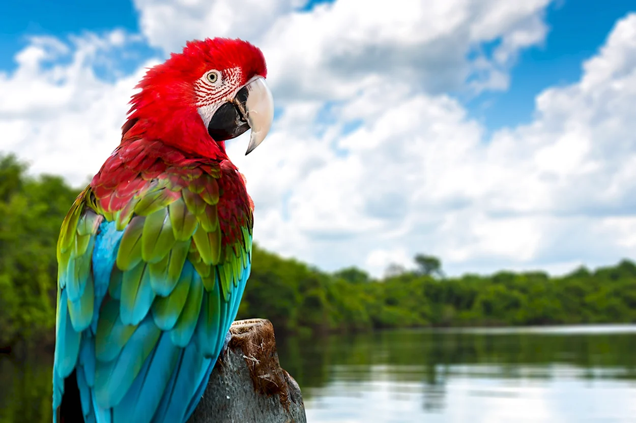 Попугай ара. Красивое животное