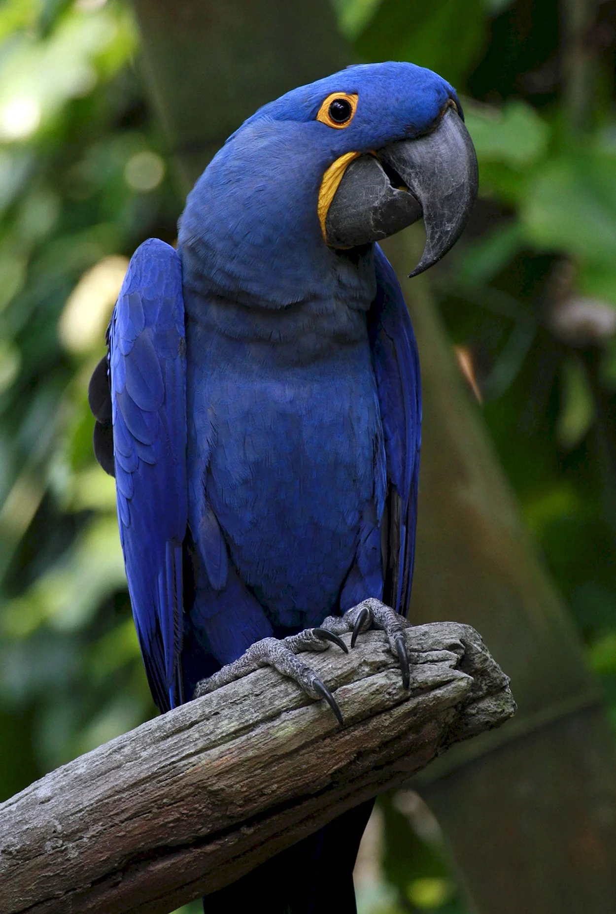 Попугай ара гиацинтовый. Красивое животное