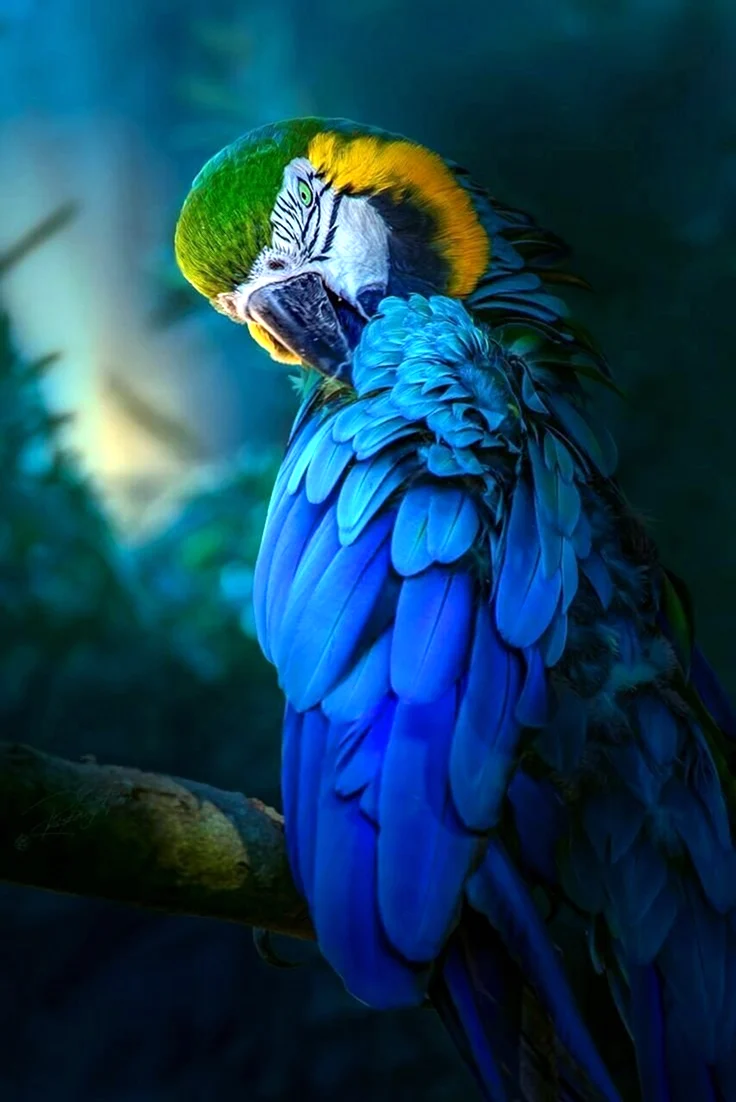 Попугай ара и Какаду. Красивое животное