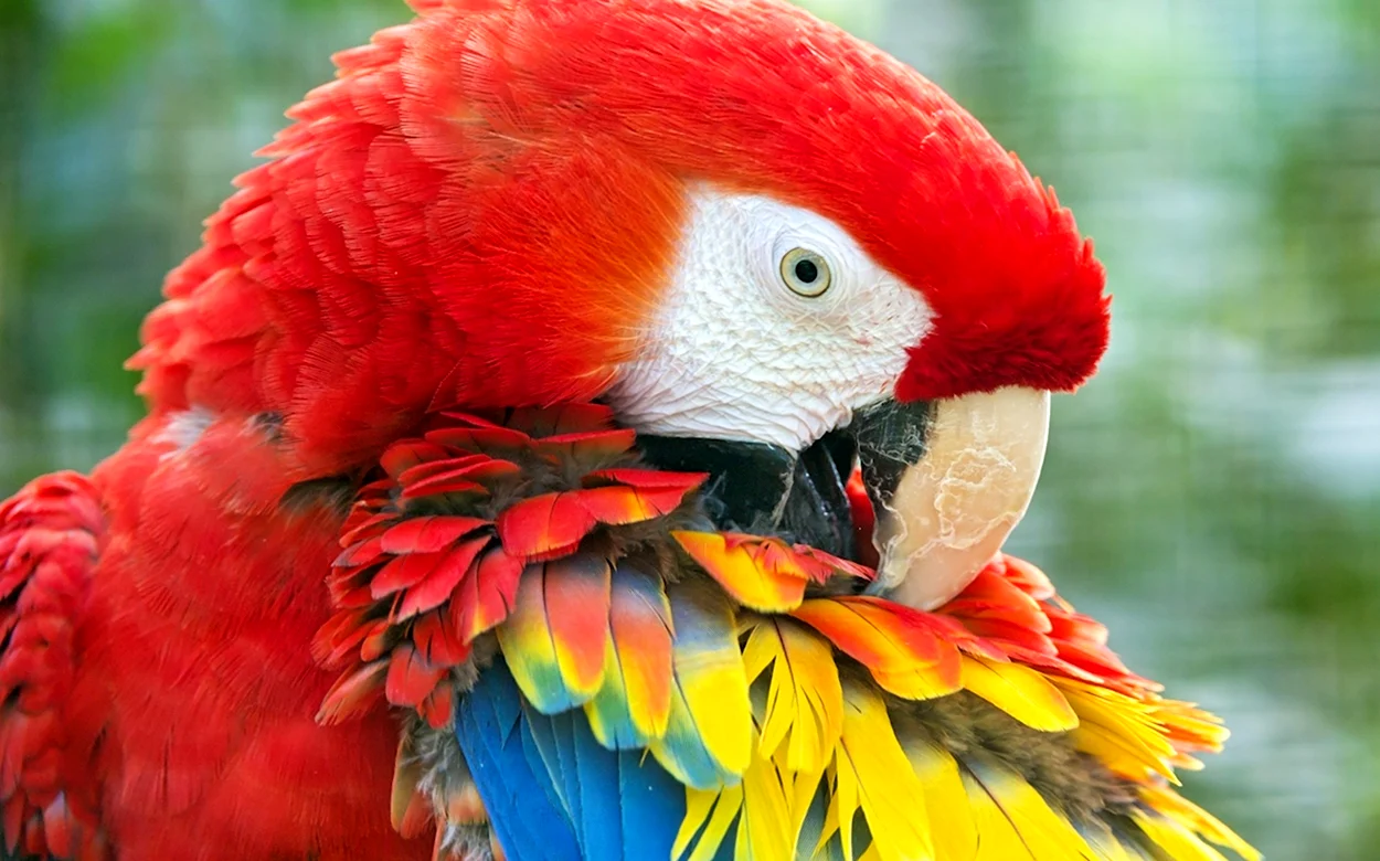 Попугай ара красный. Красивое животное