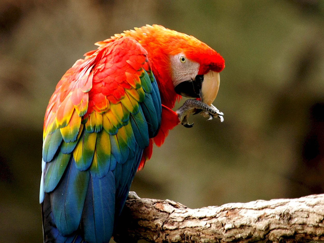Попугай ара красный. Красивое животное