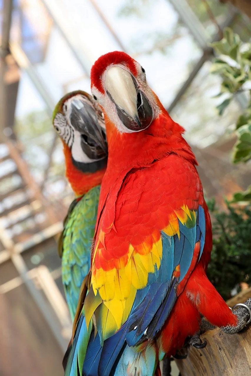 Попугай ара окрас. Красивое животное