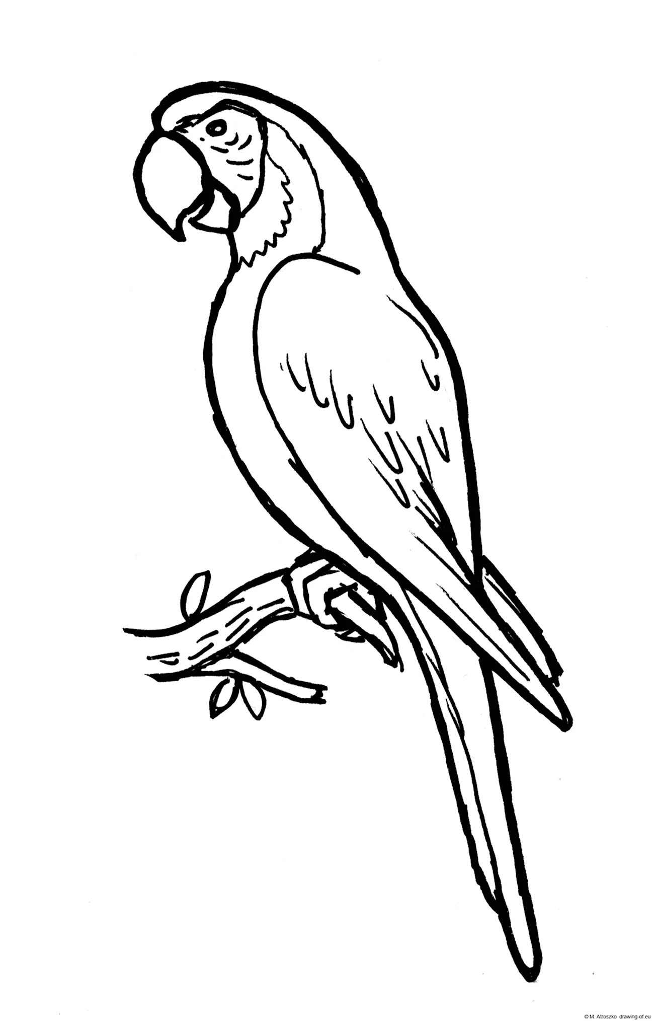 Попугай ара раскраска. Для срисовки