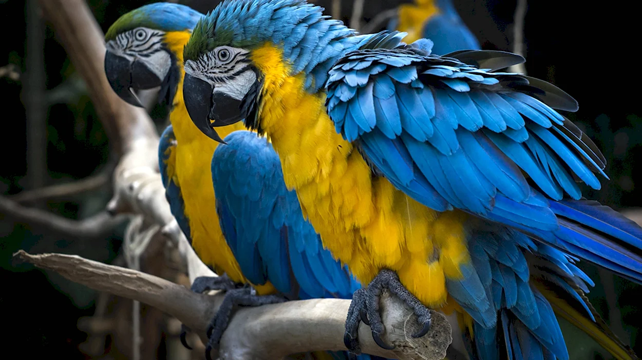 Попугай ара сине-жёлтый Ara ararauna. Красивое животное