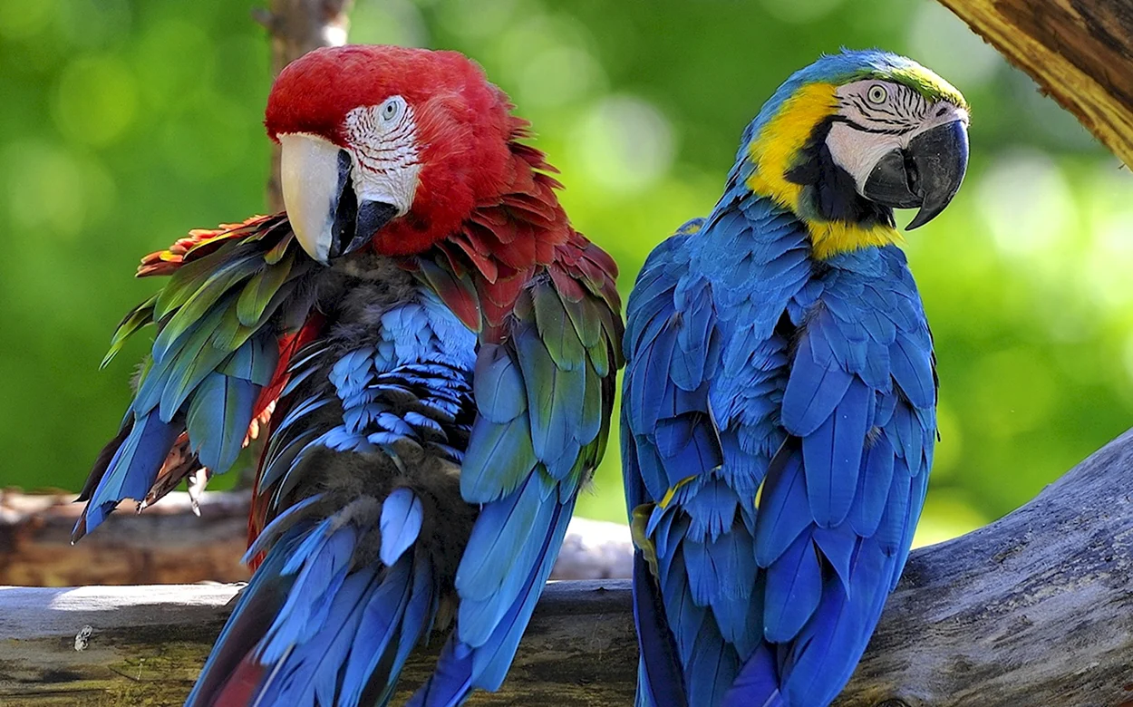 Попугай ара зеленокрылый. Красивое животное