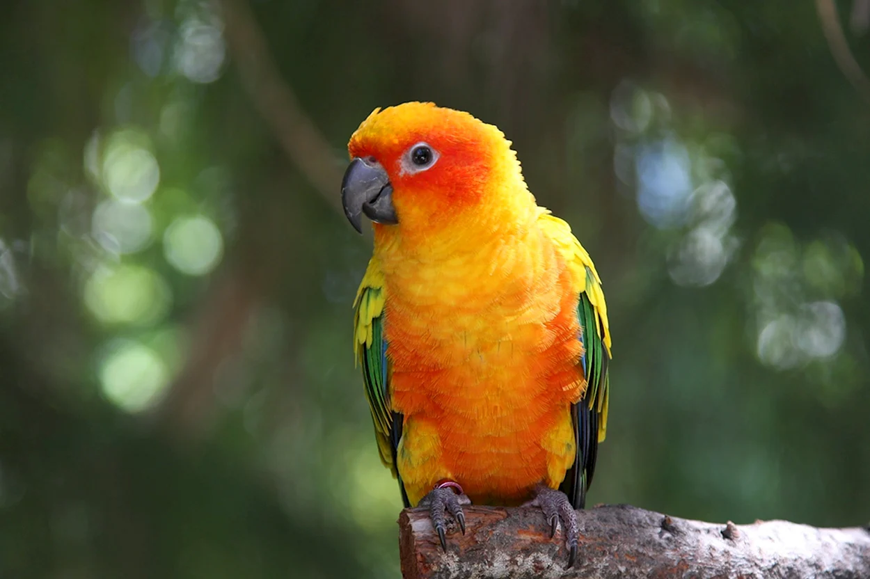 Попугай аратинга желтый. Красивое животное