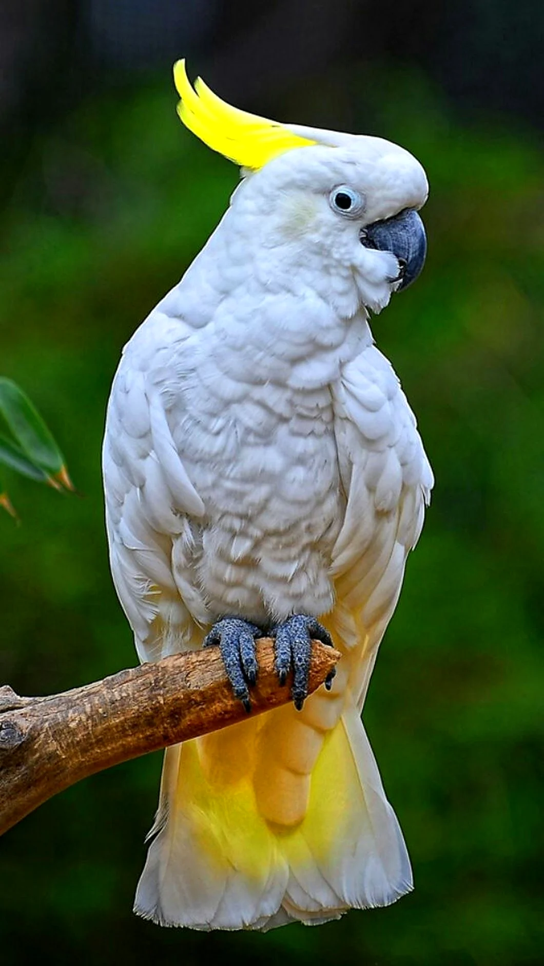 Попугай Какаду. Красивое животное