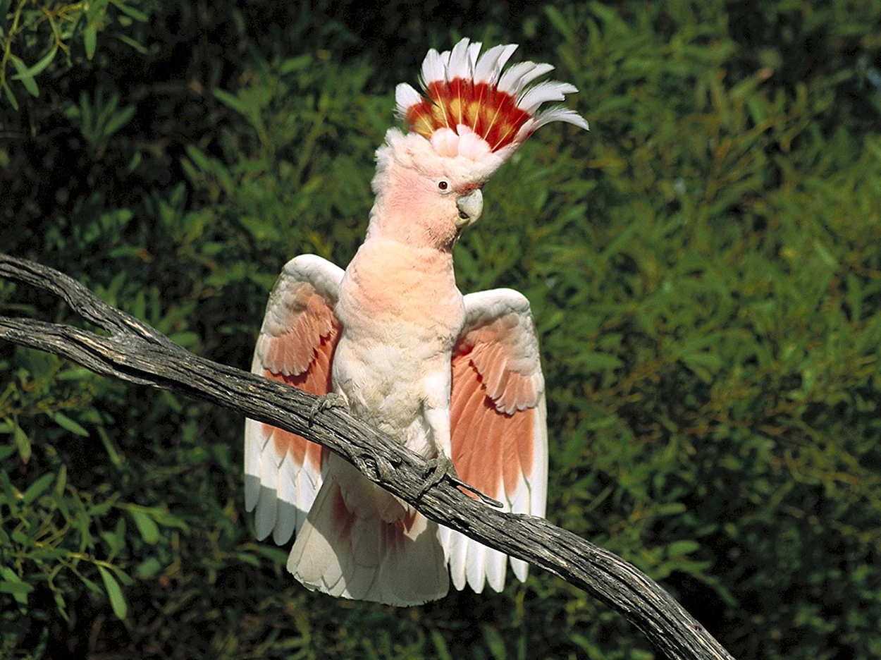 Попугай Какаду. Красивое животное