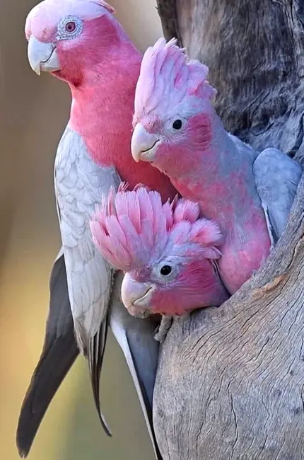 Попугаи неразлучники Какаду. Красивое животное