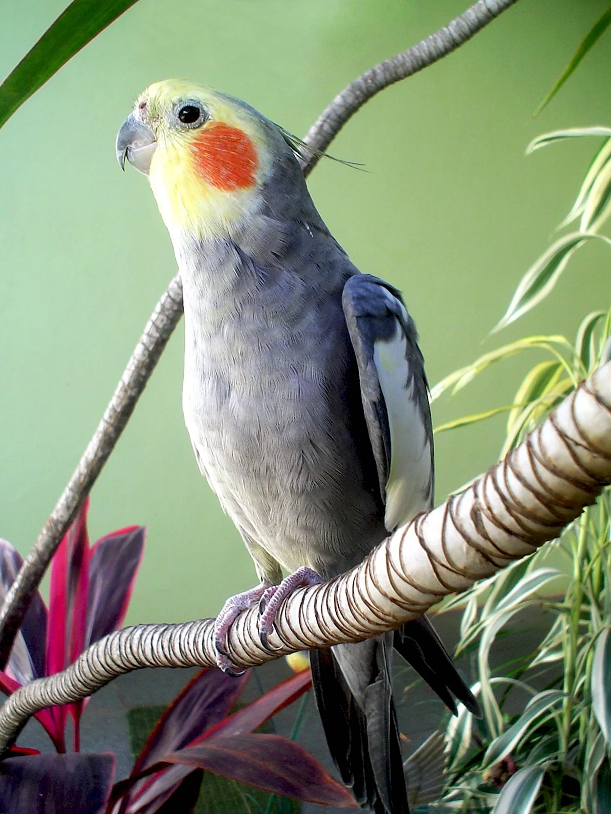 Попугаи неразлучники Какаду. Красивое животное