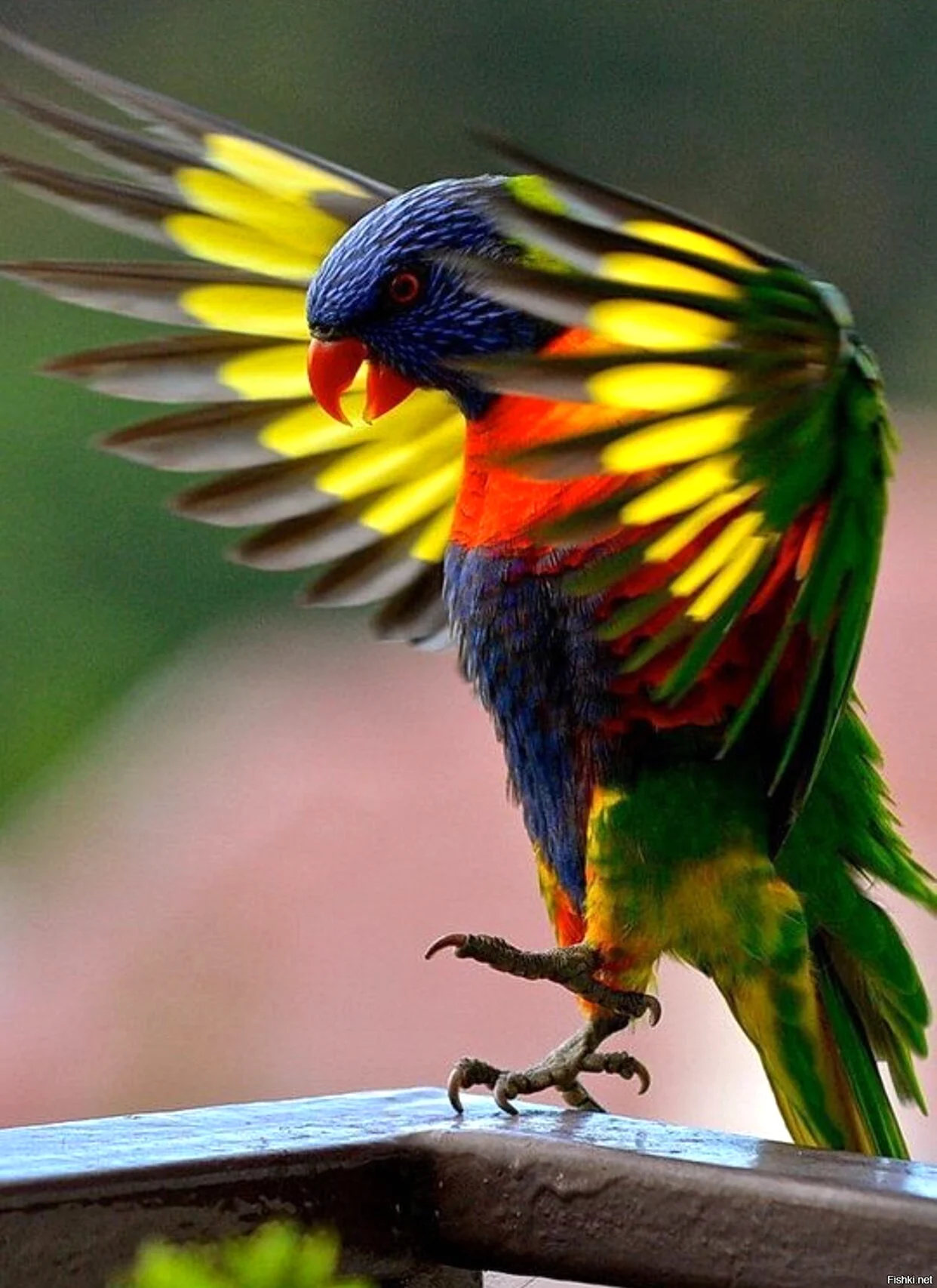 Попугай Радужный Какаду. Красивое животное