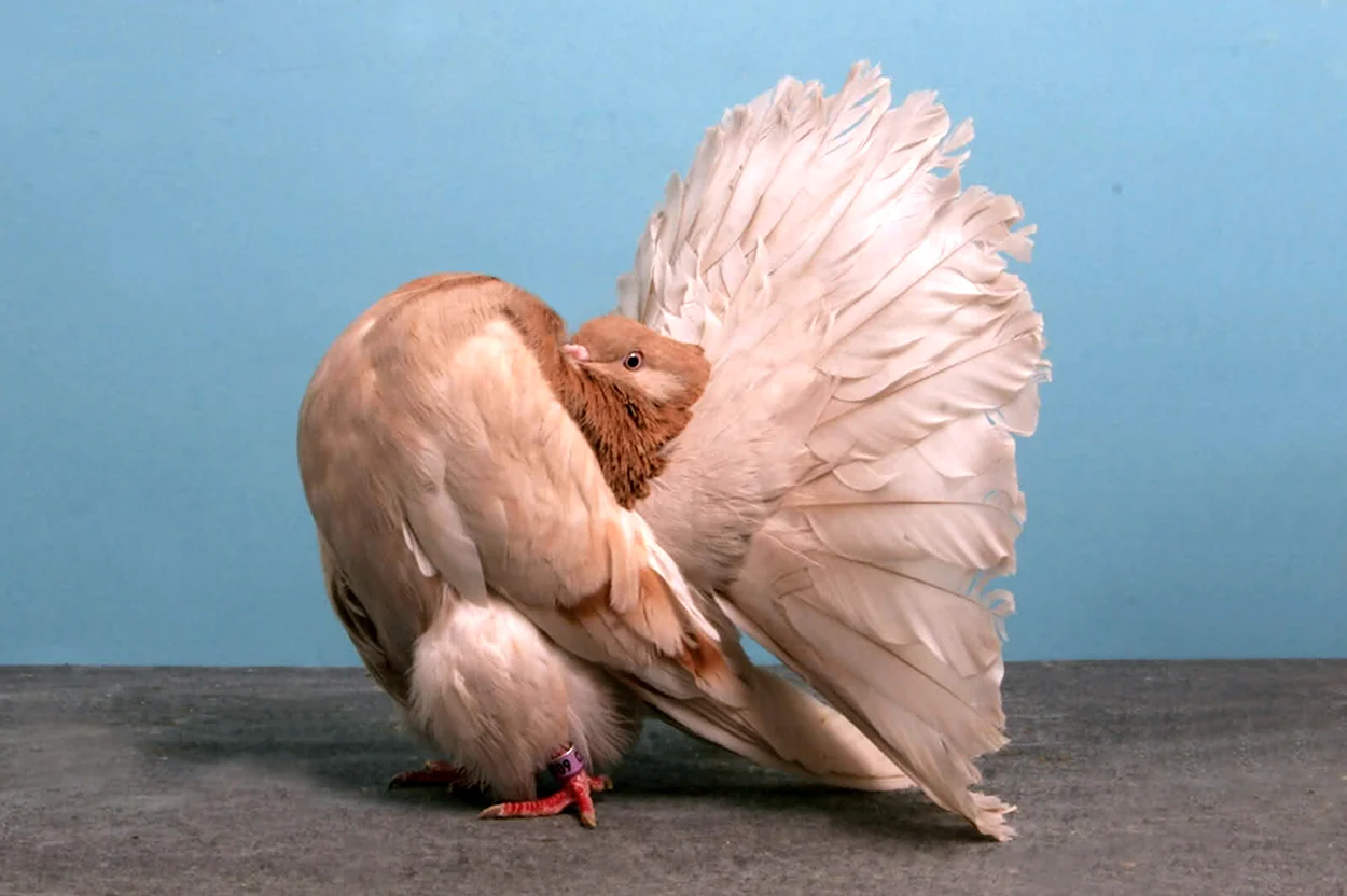 Попугайный голубь. Красивое животное