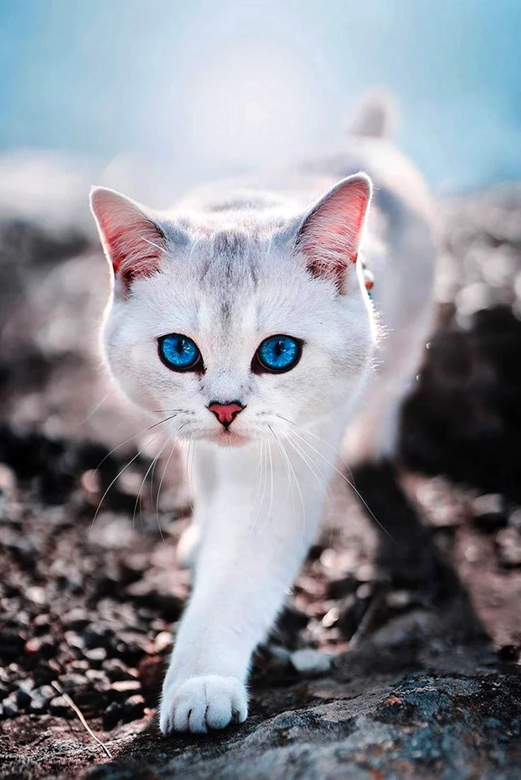 Порода кошек Охос азулес. Красивое животное
