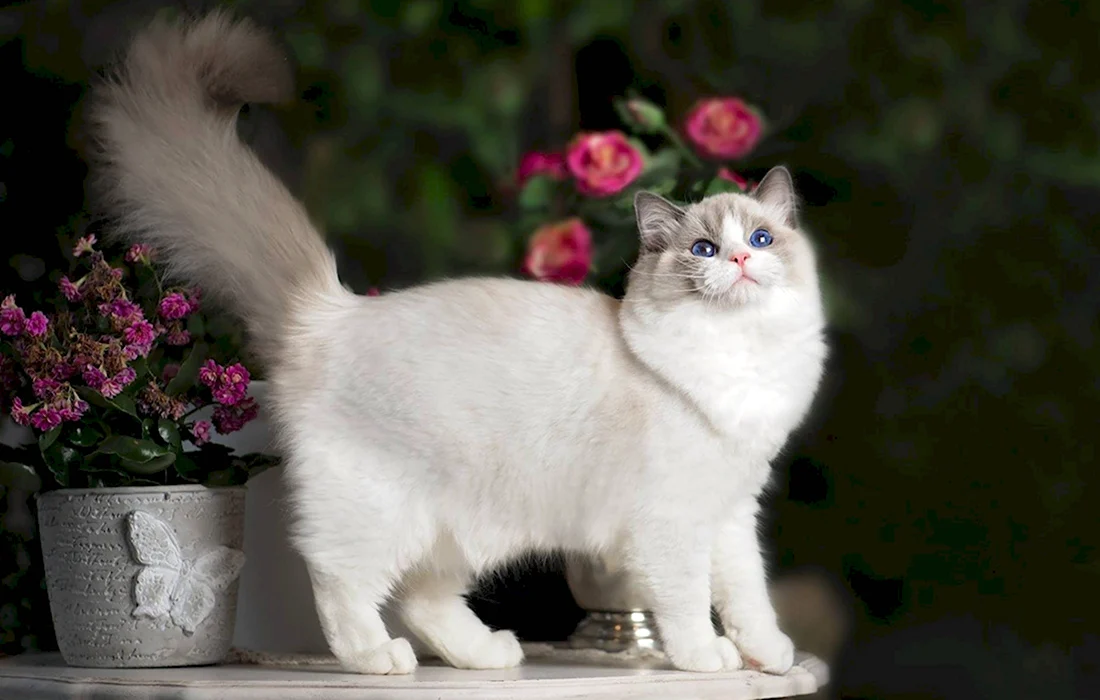Порода кошек Рэгдолл. Красивые картинки животных