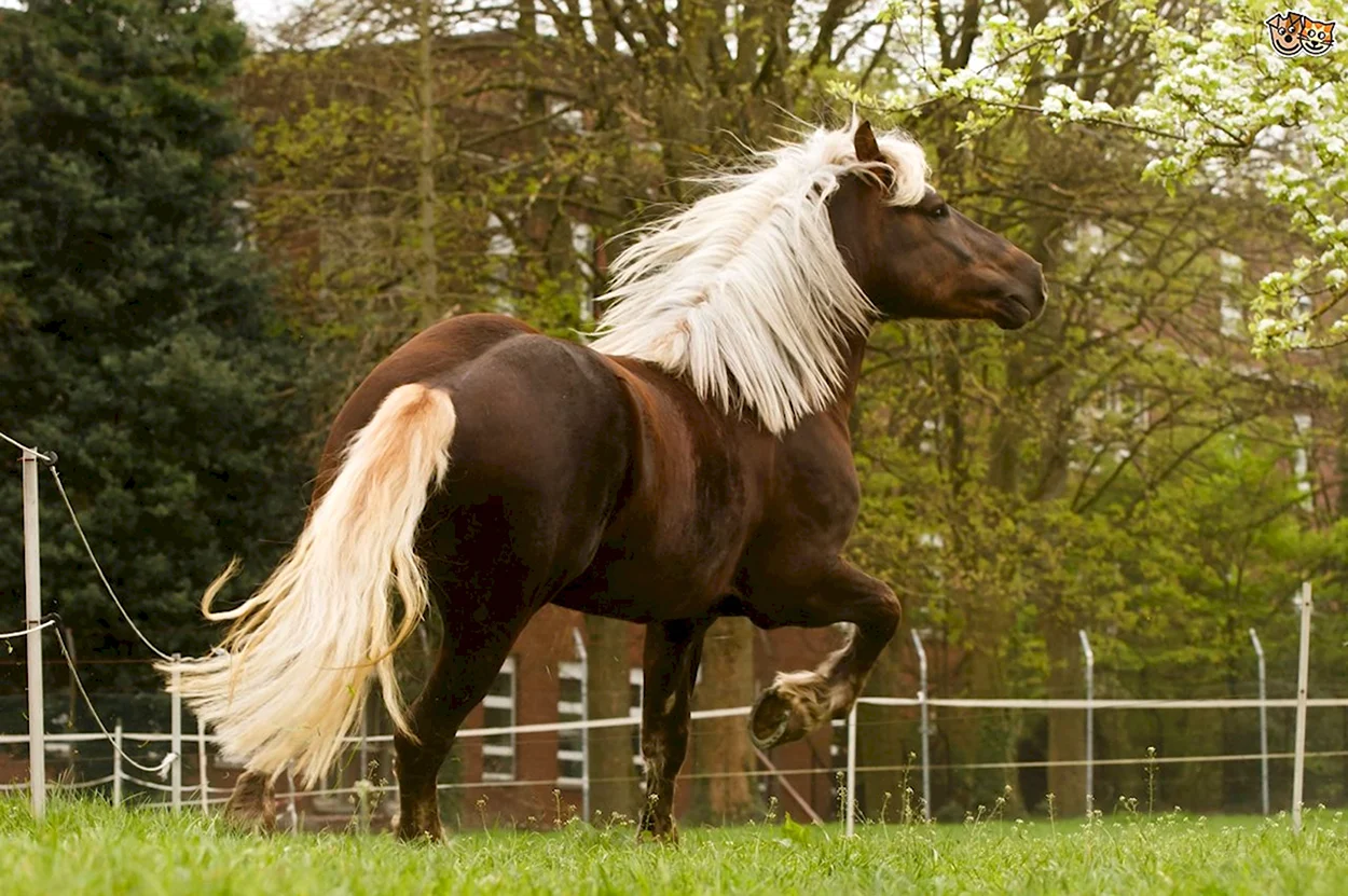 Порода лошадей Блэк Форест. Красивое животное