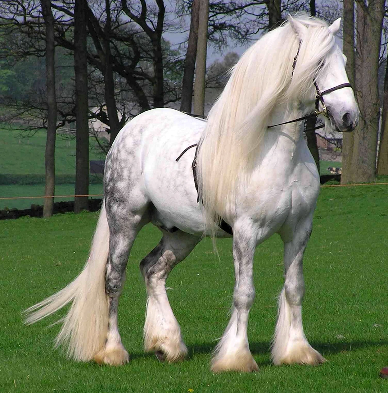 Порода лошадей Першерон Першеронская порода. Красивое животное