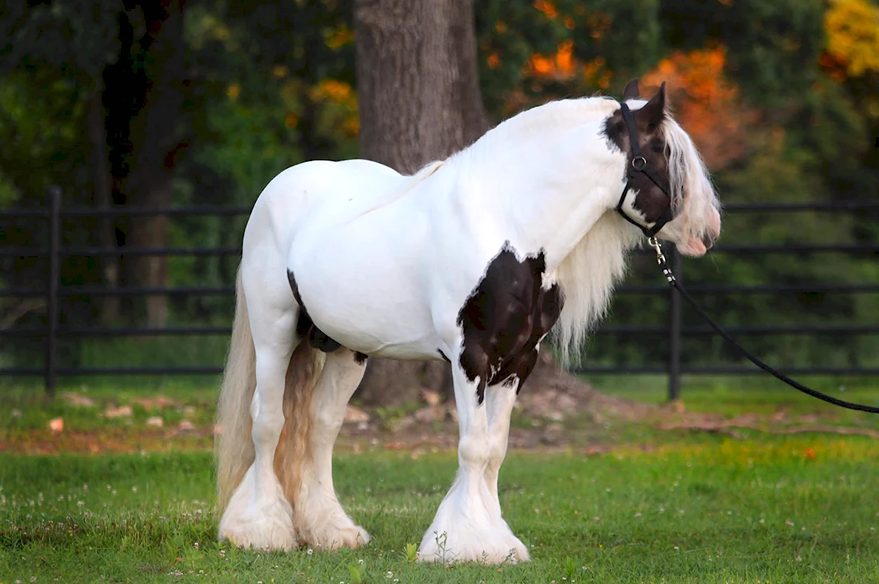 Порода лошадей Цыганский Ваннер. Красивое животное