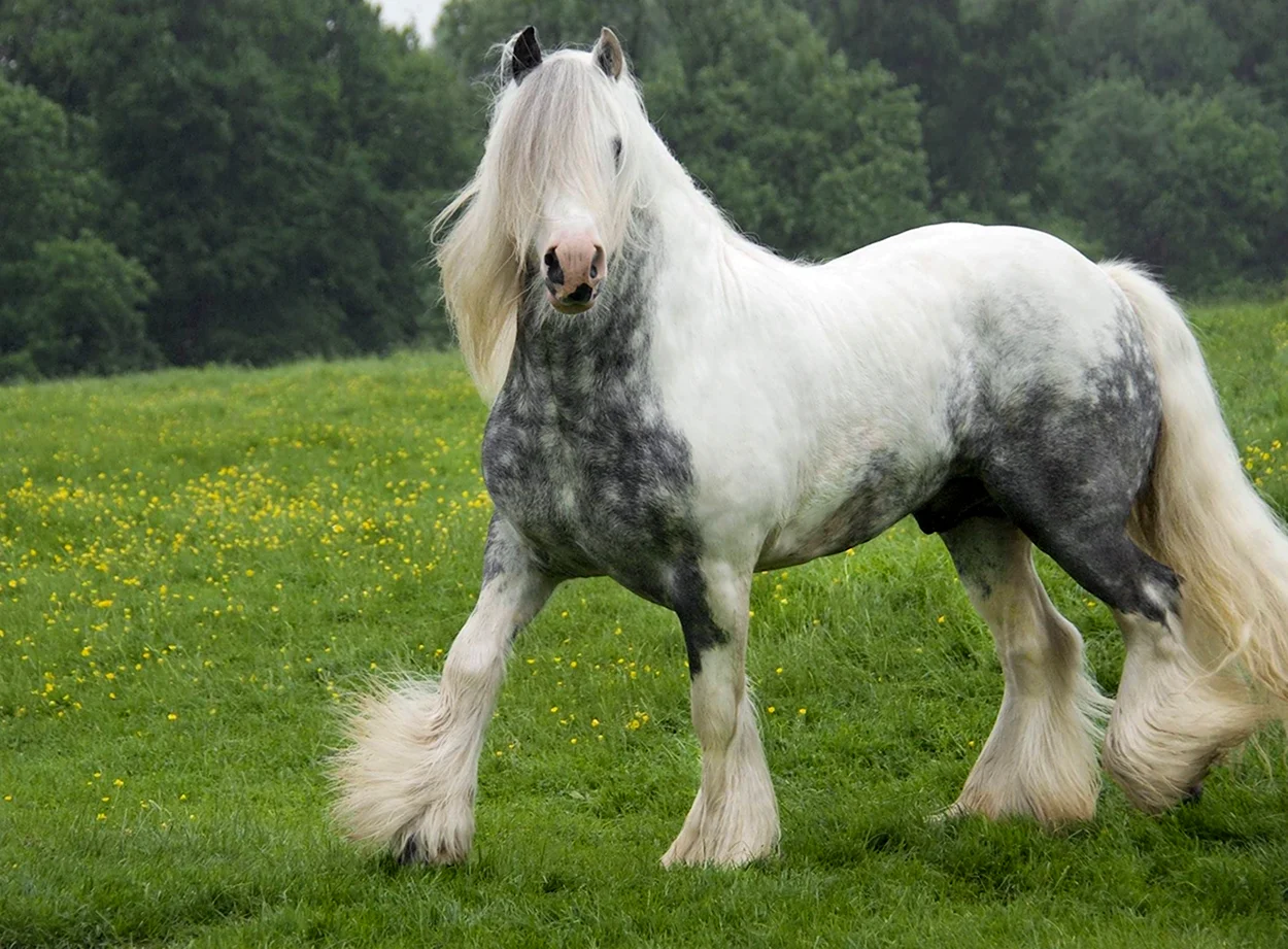 Порода лошадей Цыганский Ваннер. Красивое животное