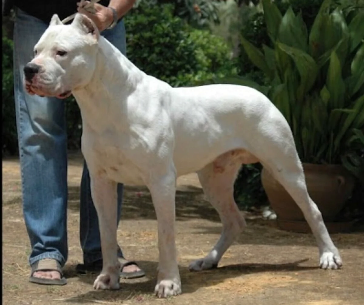 Порода собак аргентинский дог. Красивое животное