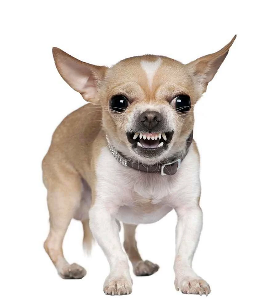 Порода собак чихуахуа злые. Красивое животное