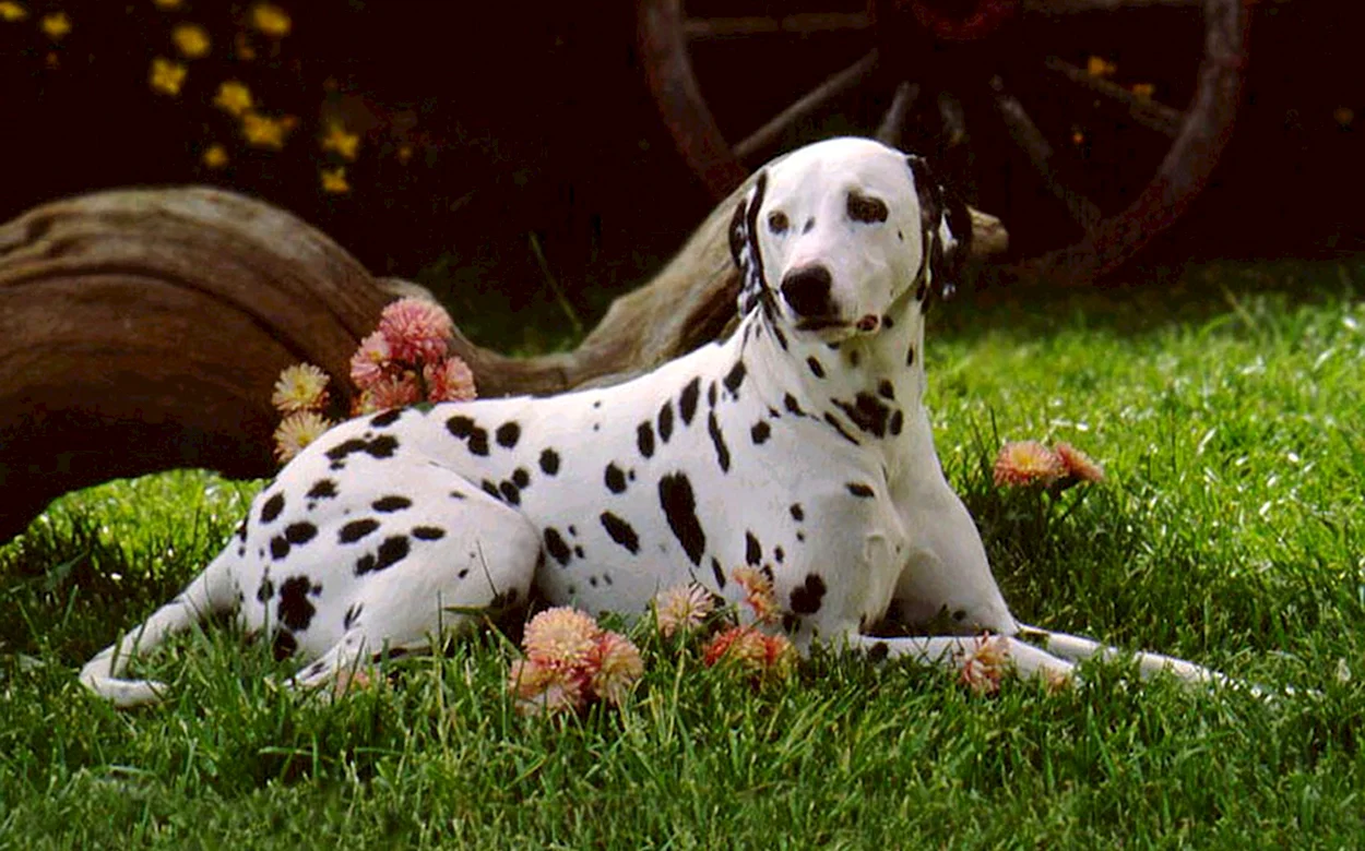 Порода собак Далматин. Красивое животное
