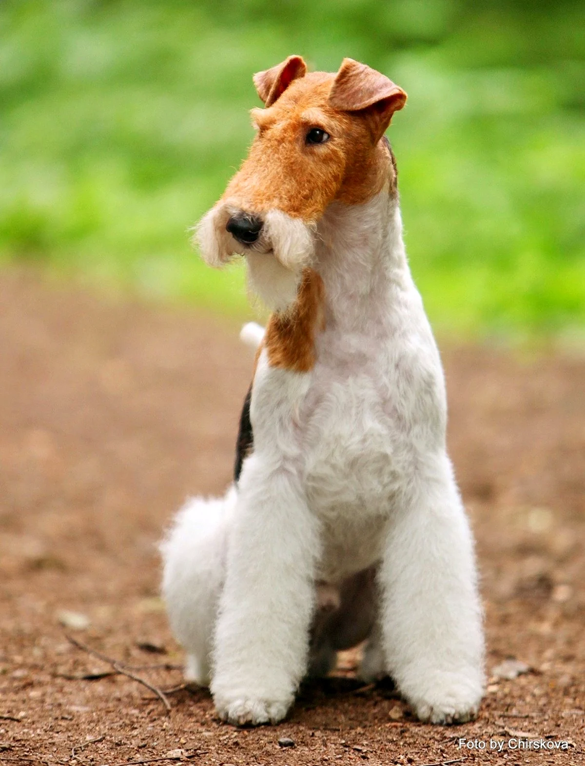 Порода собак Фокстерьер. Красивое животное